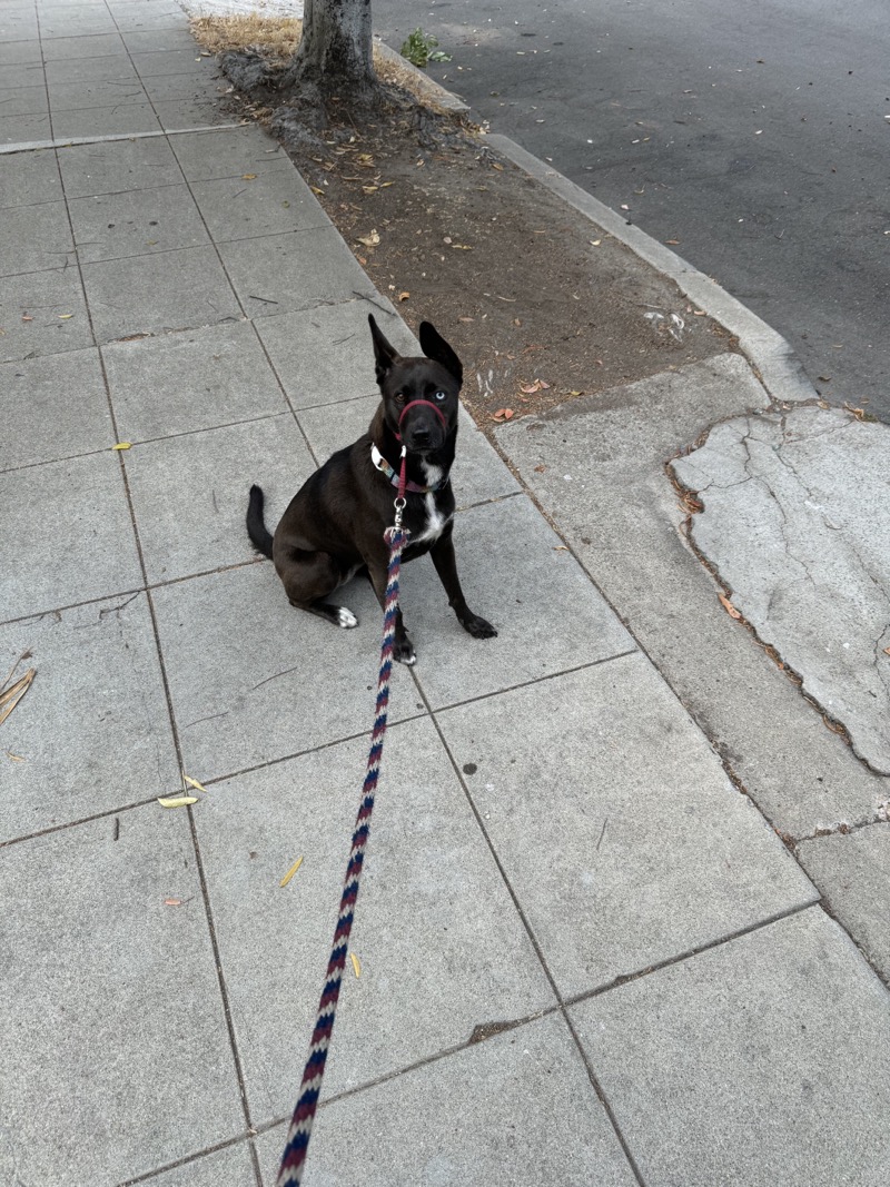 A picture of a black dog named Bowie sitting, taken on July 6 2024 at 7:18 am